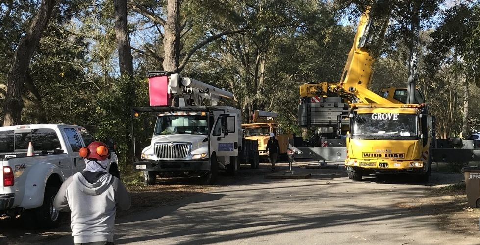 Professional tree service crew working around trees