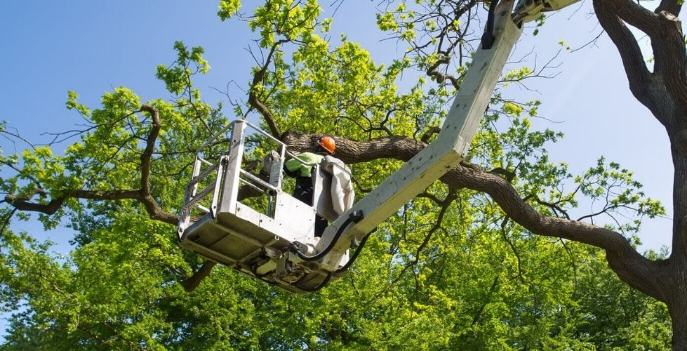 Professional tree service worker pruning a large tree