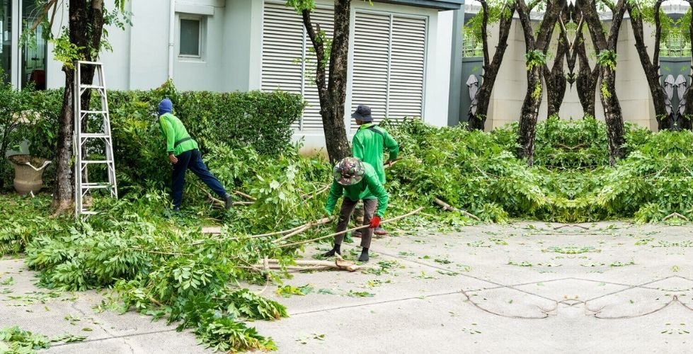 Professional tree service crew trimming trees