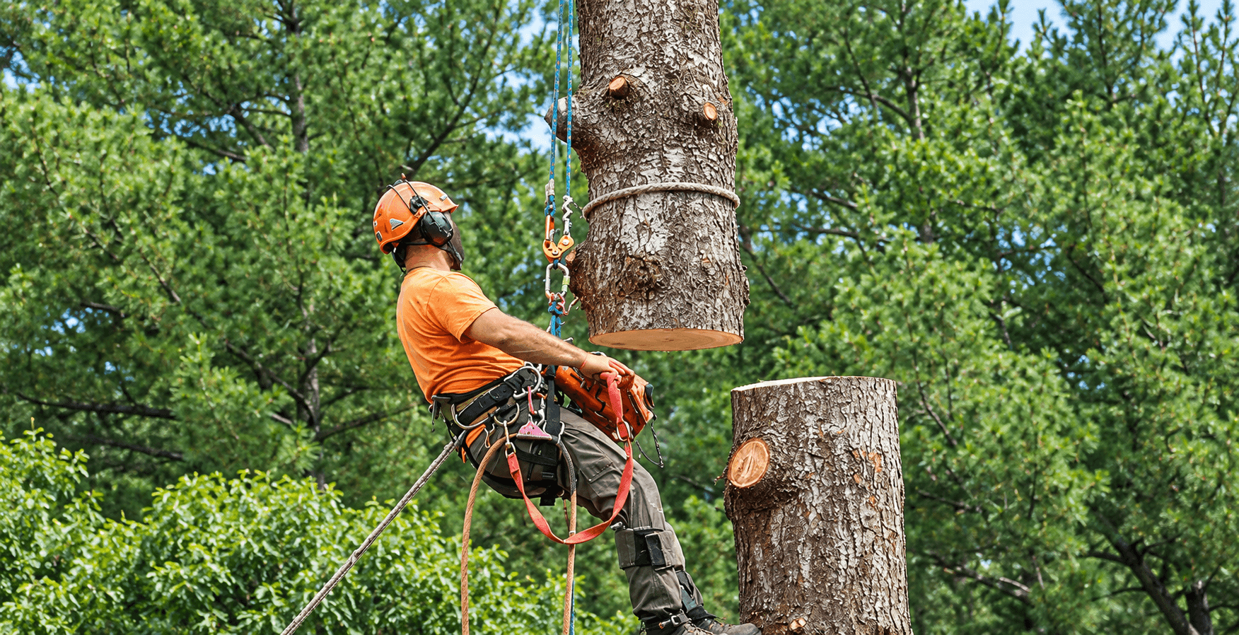 Professional arborist inspecting and removing a tree section